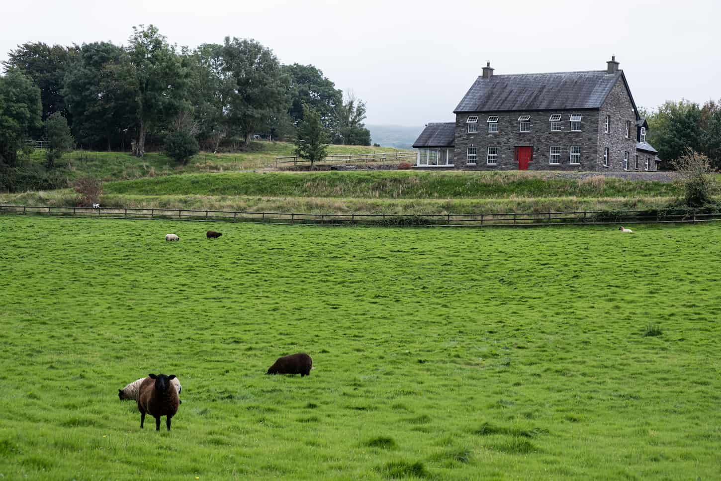 An image of a Typical Irish farmhouse with green grass and domestic coat animals feeding in Ireland countryside Europe.