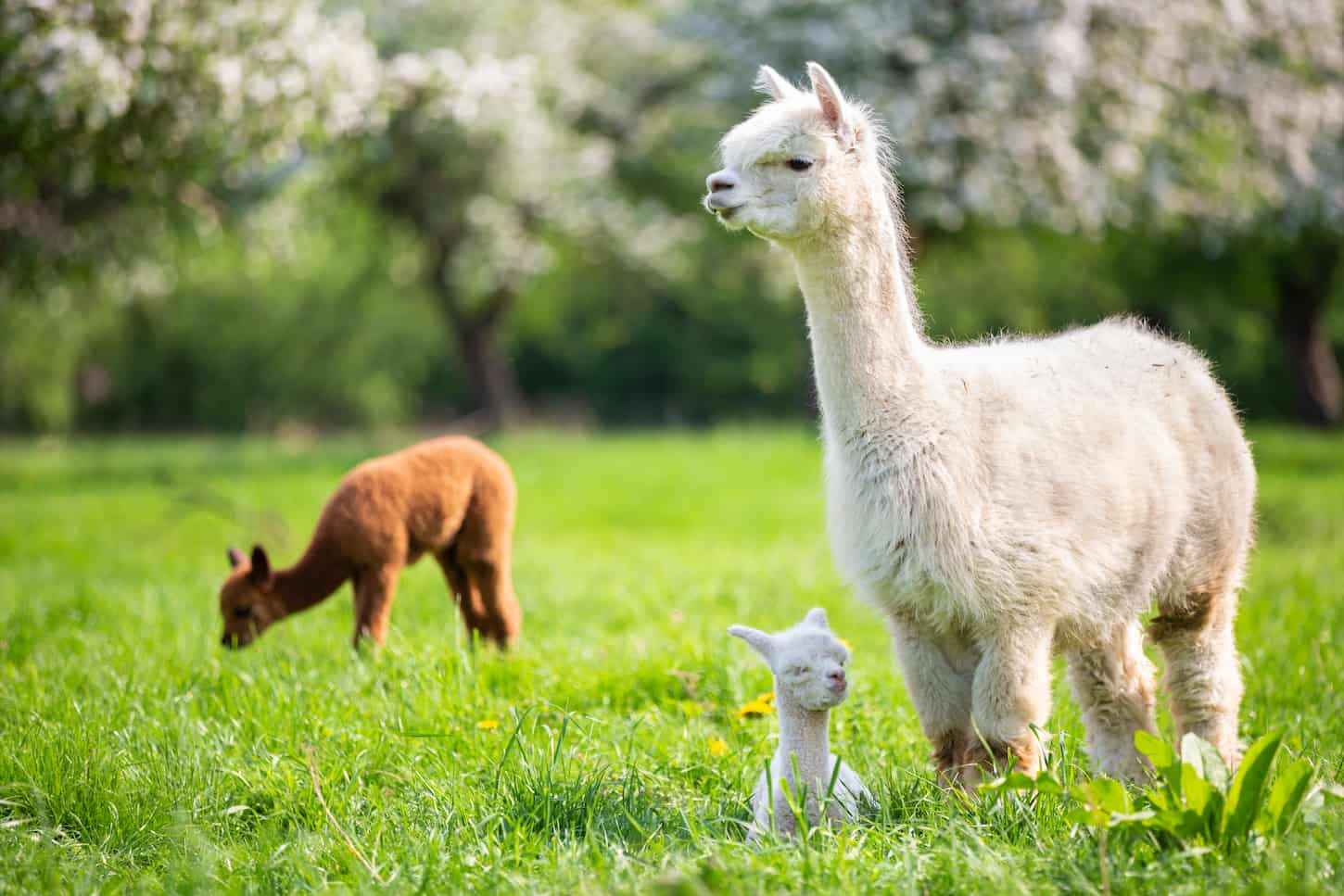 An image of White Alpaca with offspring on the farmyard.