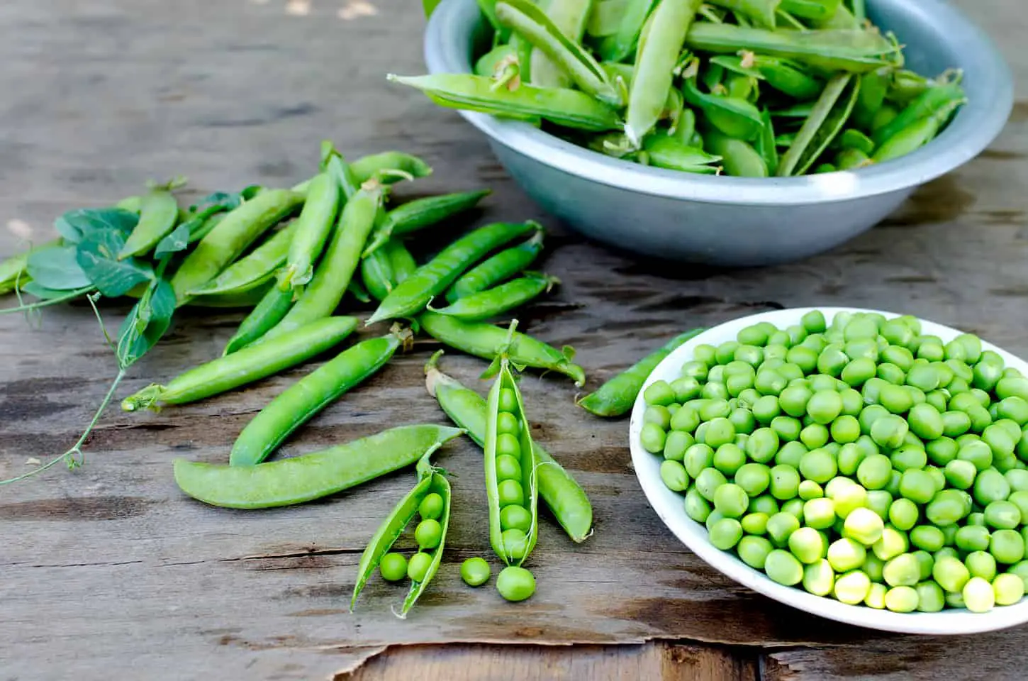 An image of young green peas in bowl and Pods peas on a grey old wooden background.