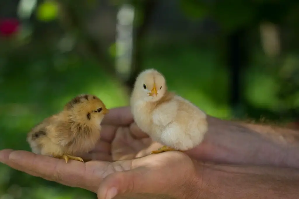 An image of Two baby chicks on man's hands.