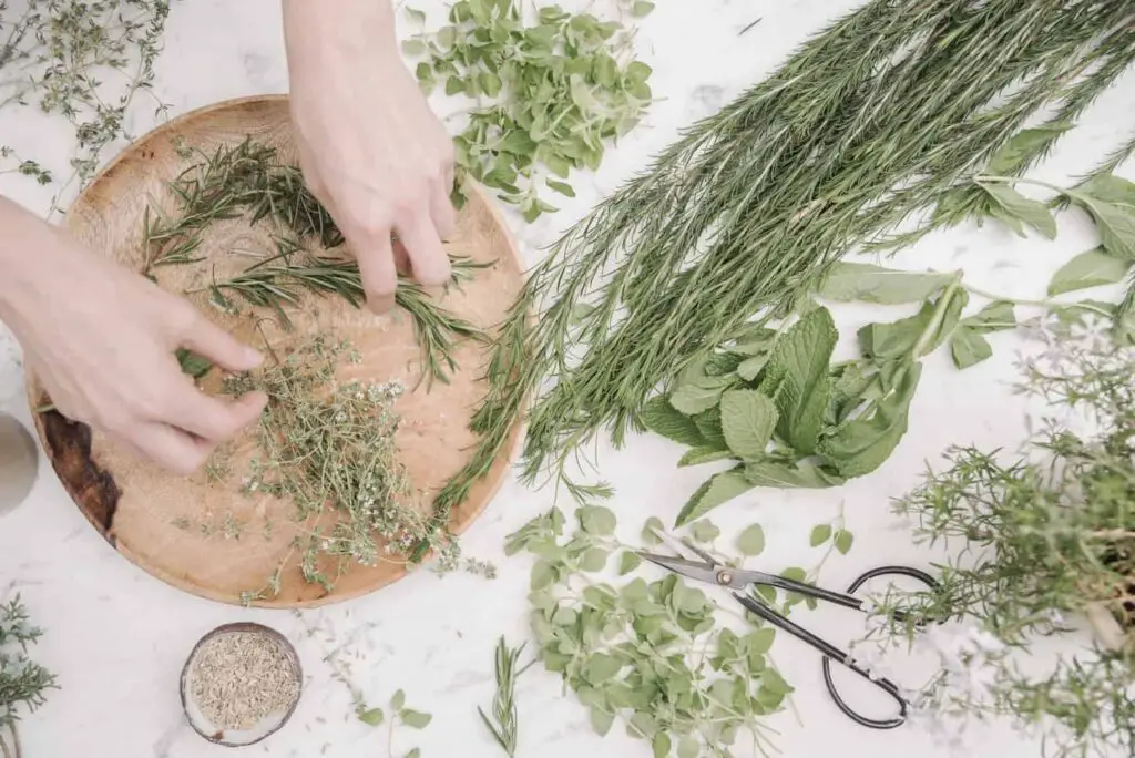 An image of a woman preparing herbs and plants such as Rosemary, chives, mint, and coriander seeds for use in cooking.