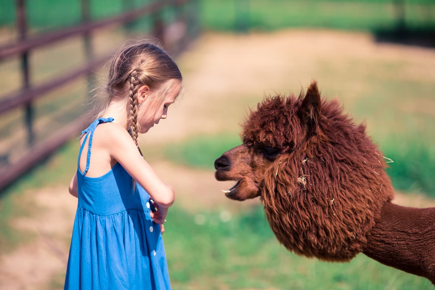 An image of a Charming little girl is playing with cute alpaca in the park.