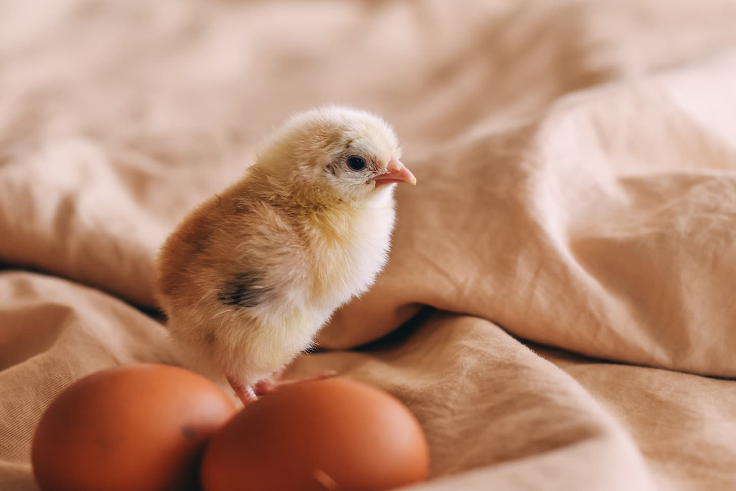 An image of chicken and two eggs.