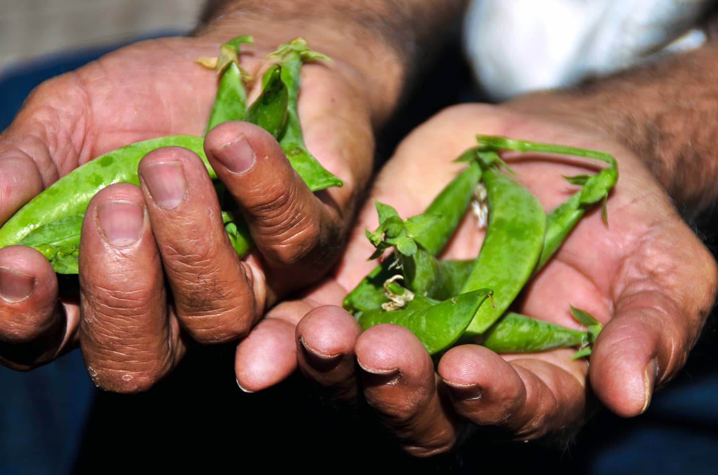 An image of a Farm worker holding freshly picked green snap peas in his hands.