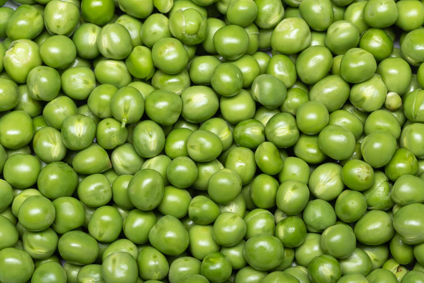 An image of Green pea background. Pisum sativum.