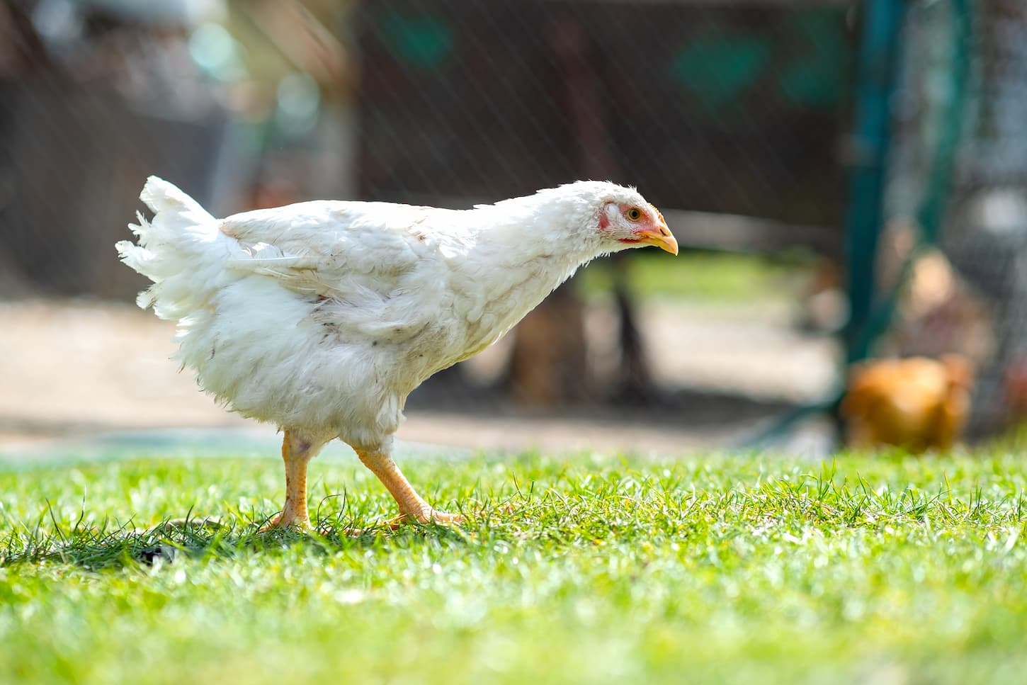 An image of a Hen feeding in a traditional rural barnyard. Close-up of chicken standing on barn yard with green grass.