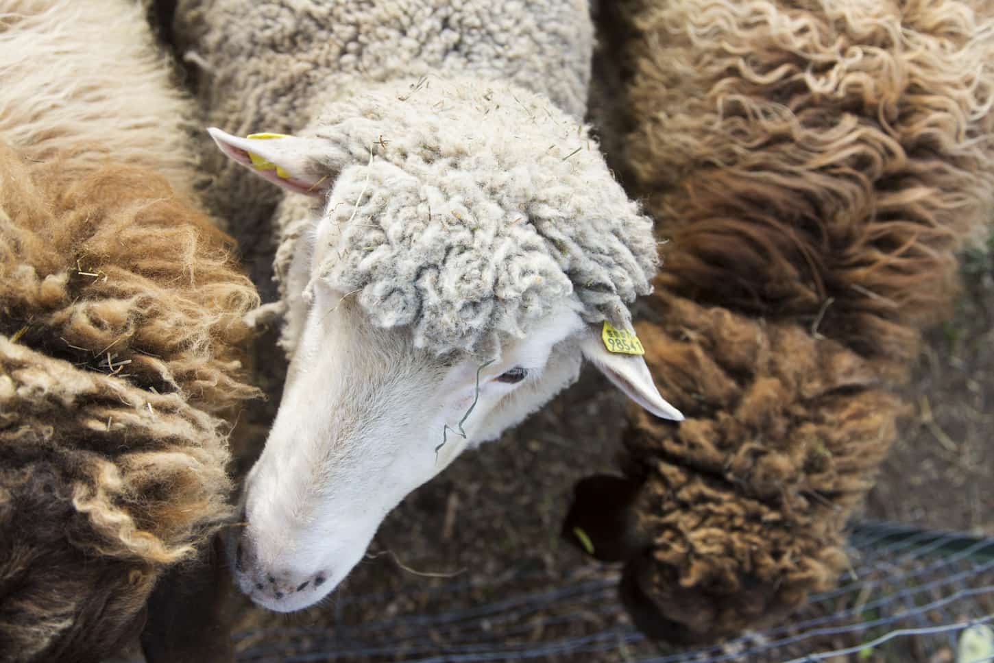 An image of an Overhead view of a white sheep in between brown sheep.