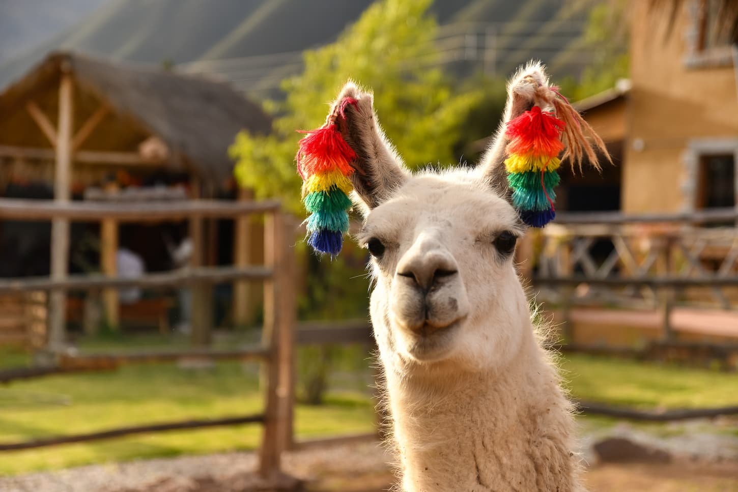 An image of an alpaca with adorned ears looking at the camera for a photo.