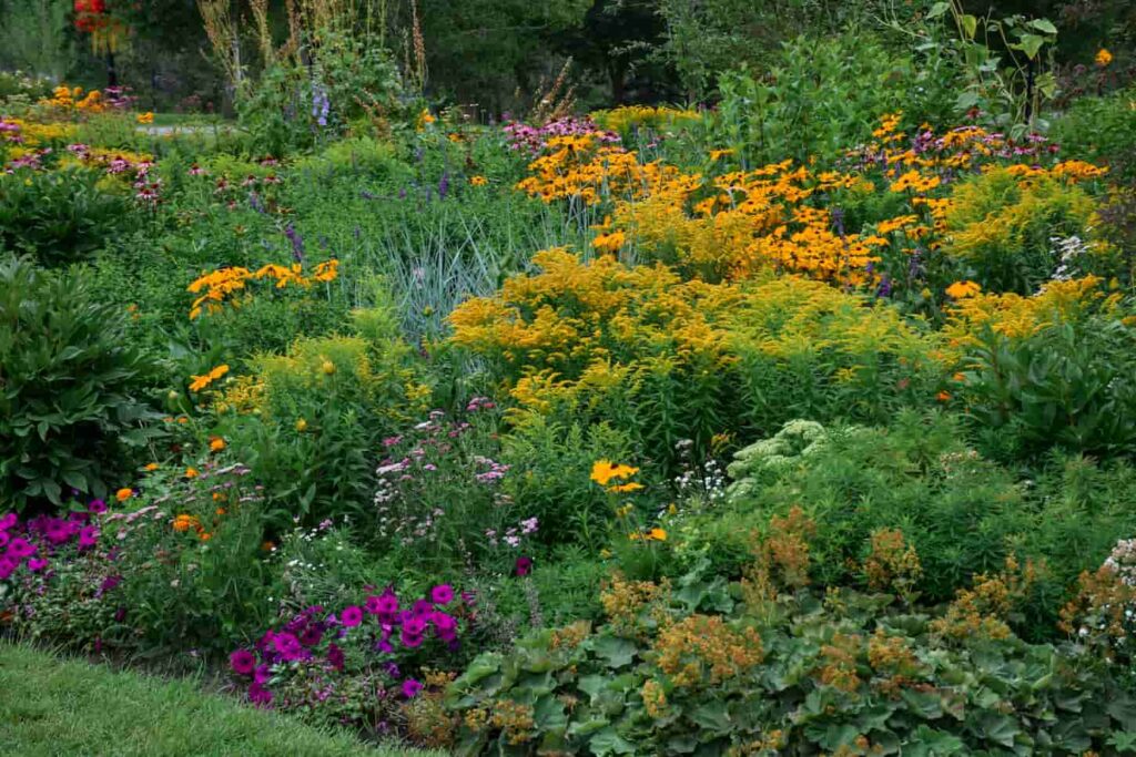 An image of Annual perennial garden bed mix flower border in the summer.