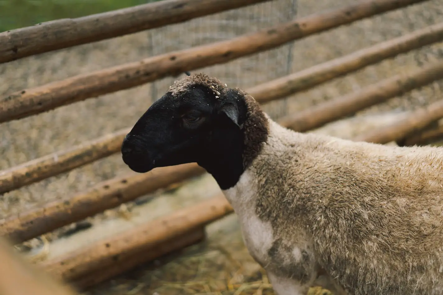 Image of a Dorper sheep in front of fencing.