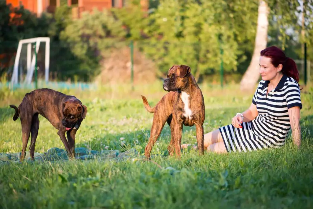 An image of a Beautiful young woman playing with her boxer dogs in the garden.