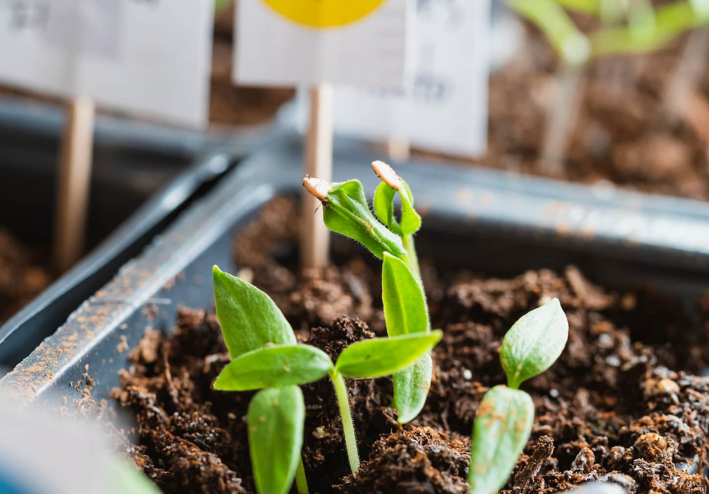 An image of Young bell peppers growing from seeds in an indoor garden.