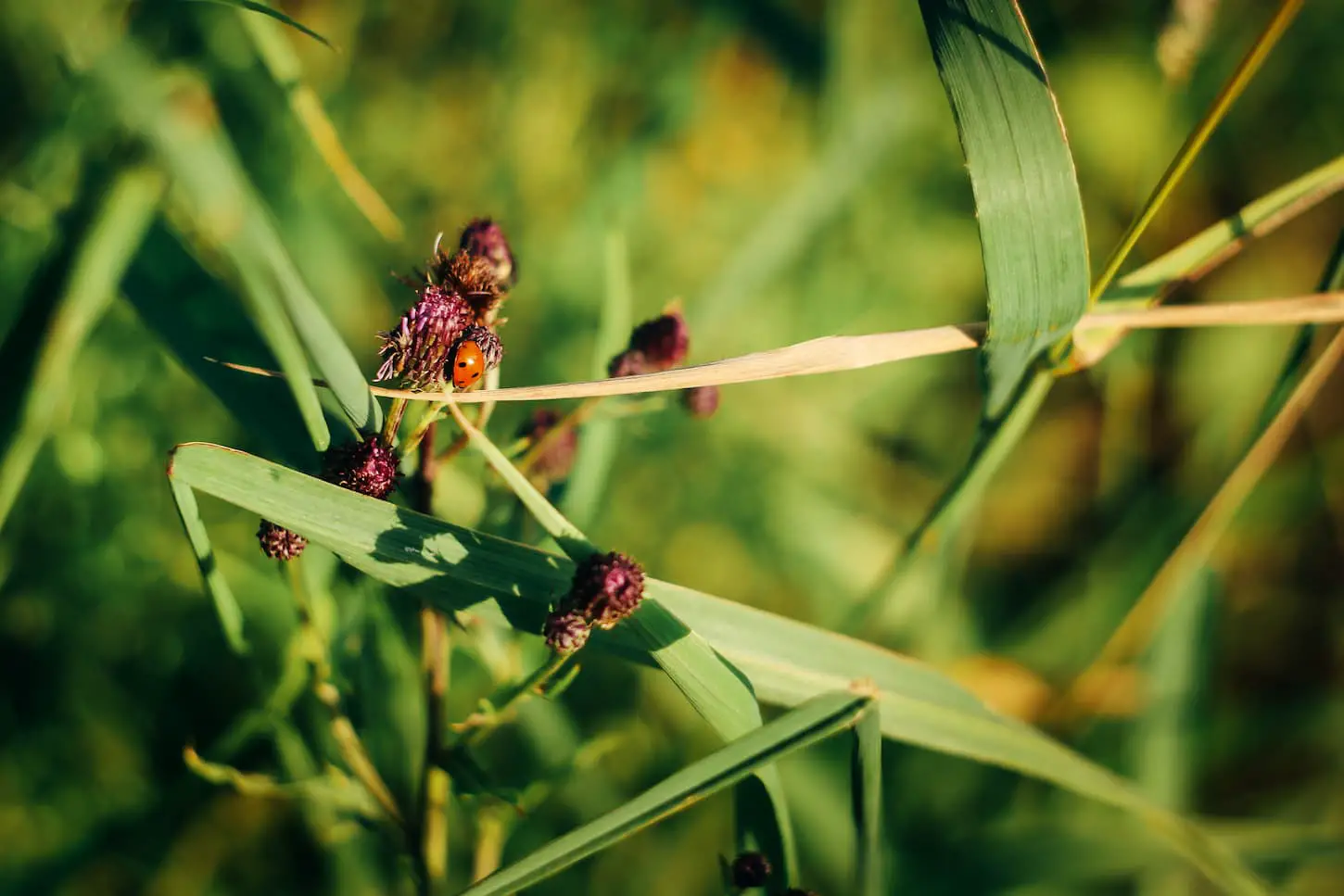 An image of a cute ladybird bug on a green flower plant in a summer sunny garden.