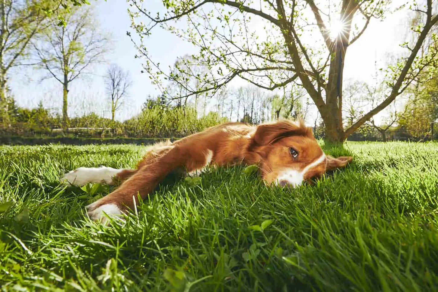 An image of a Cute dog (Nova Scotia Duck Tolling Retriever) resting under a tree in the garden during sunset.