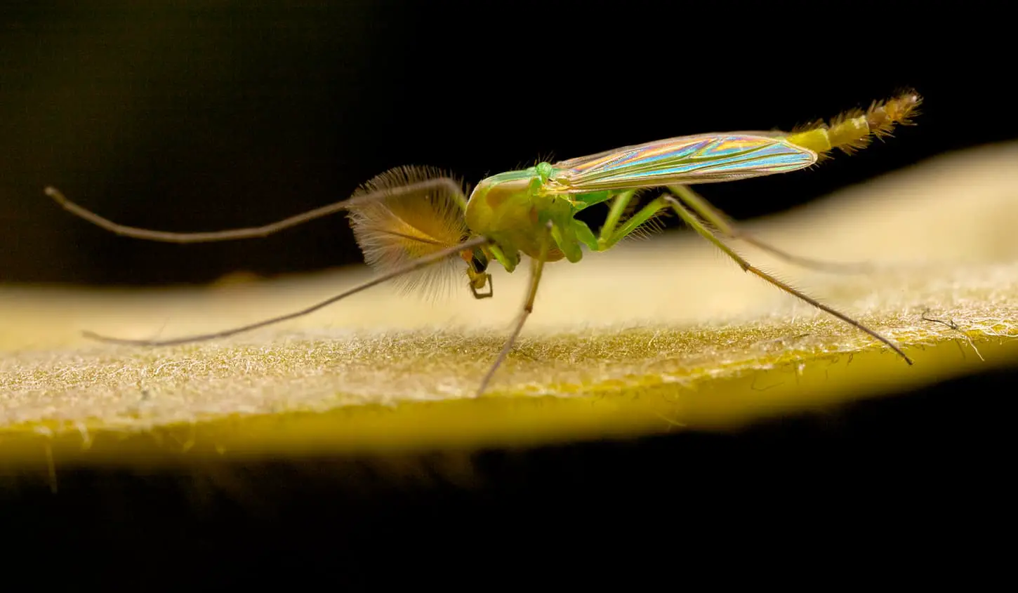 An image of a colourful midge sitting on a leaf, with black background.