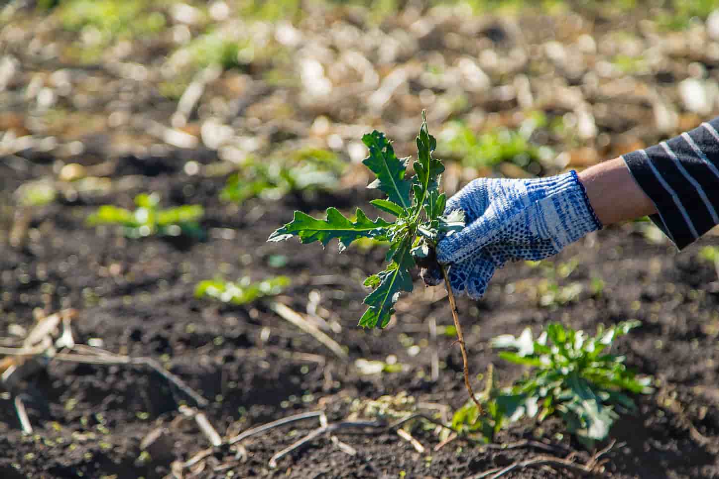 An image of a Male farmer fighting weeds. Sow thistle. Selective focus.
