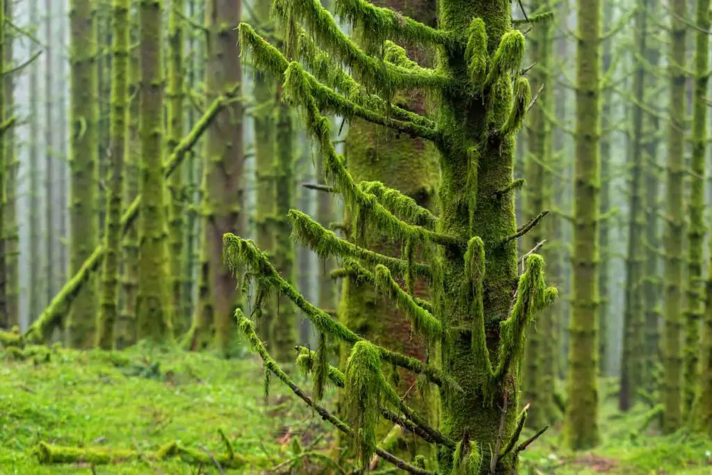 An image of a mossy spruce tree in a forest.