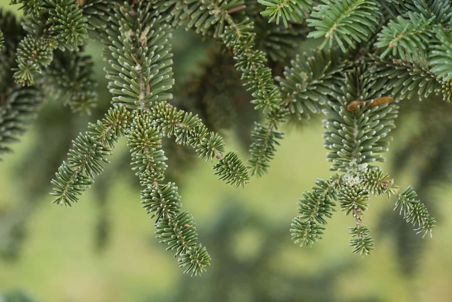 An image of a Norway spruce tree with detail of leaves.