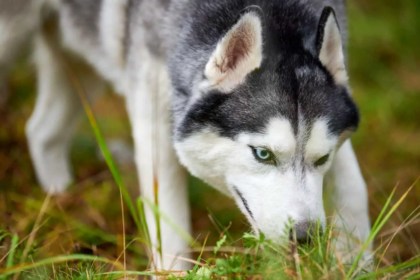 An image of a Siberian Husky dog digging the ground and sniffing, a curious Husky dog digging a hole in garden grass.