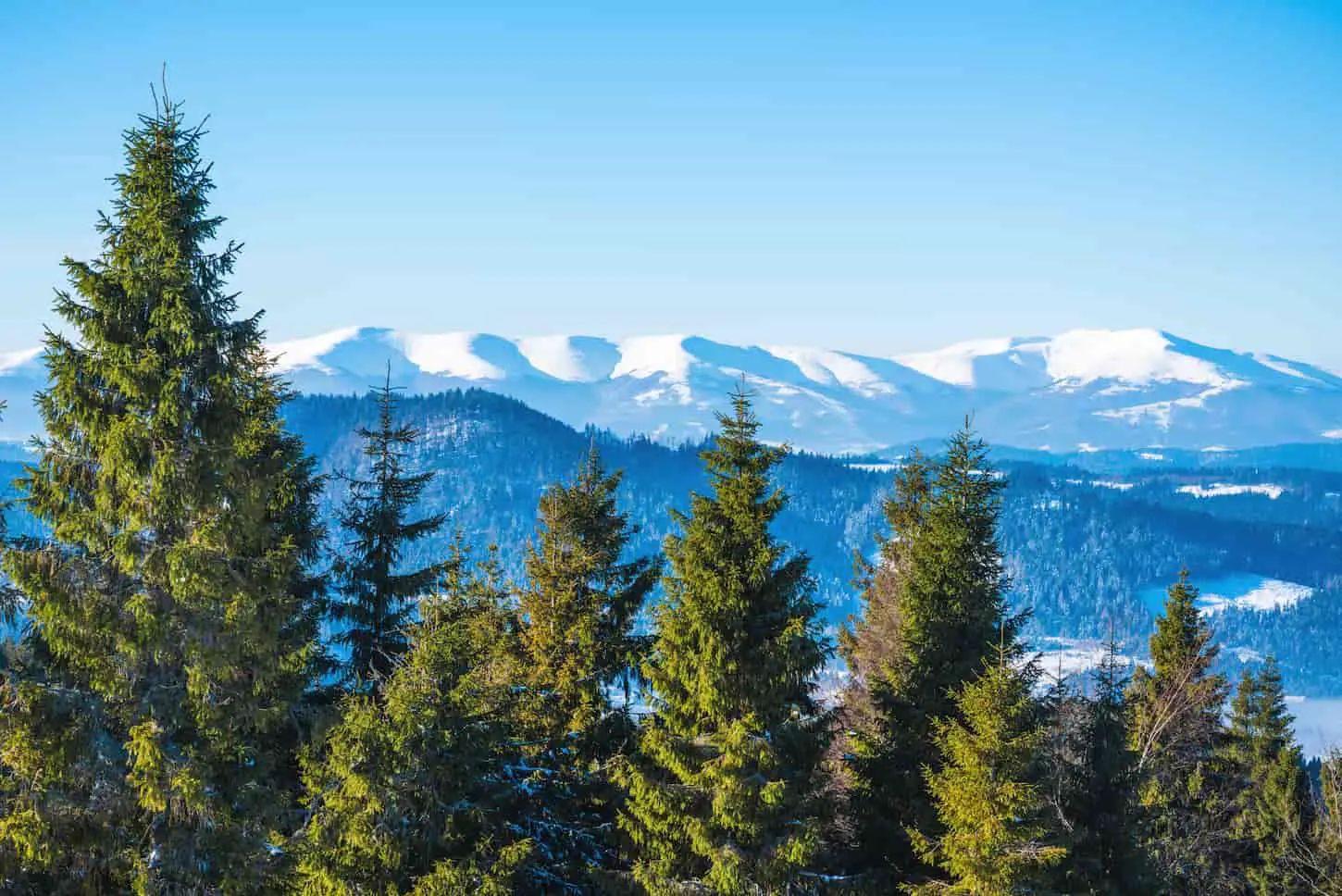 An image of a Spruce winter forest overlooking the mountains. Beautiful winter nature. The Carpathian Mountains in the background.