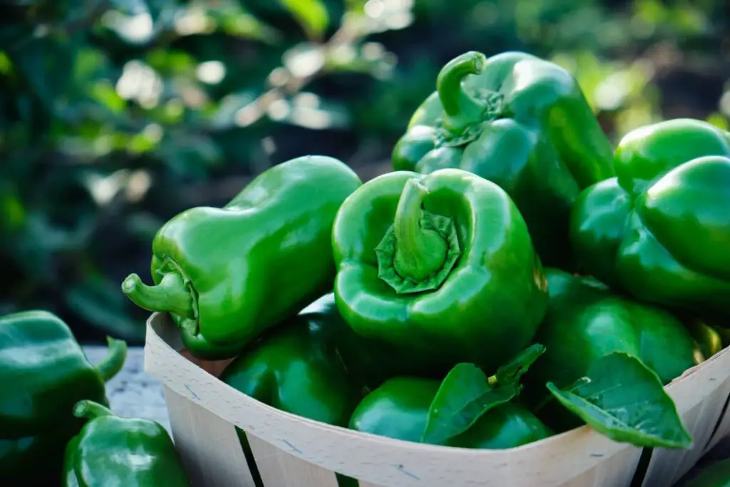 An image of Sweet bell green pepper on a table in the garden, close up. Growing vegetables.