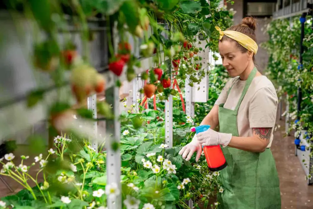 An image of a Young female worker of contemporary vertical farm spraying water on bed with fresh ripe strawberries.