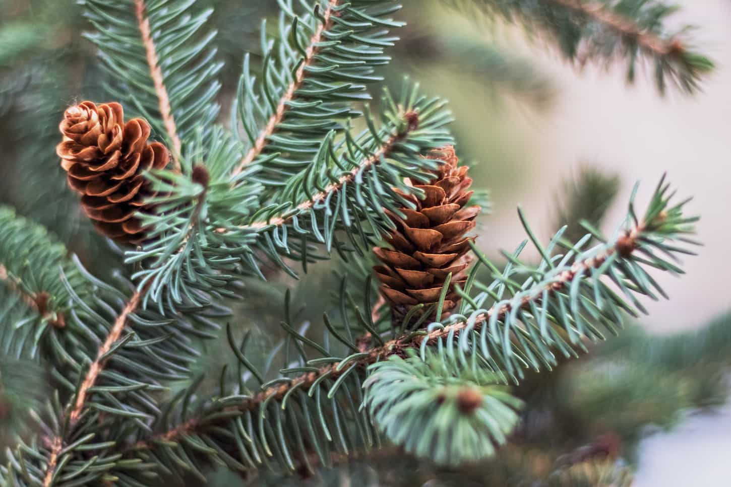 An image of a Blue spruce branch with cones.
