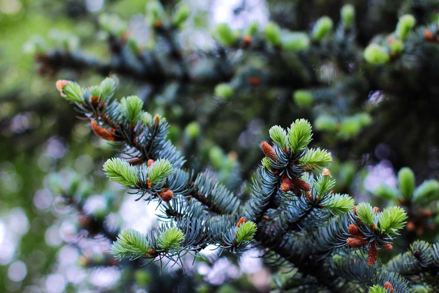 An image of blue spruce with young shoots.
