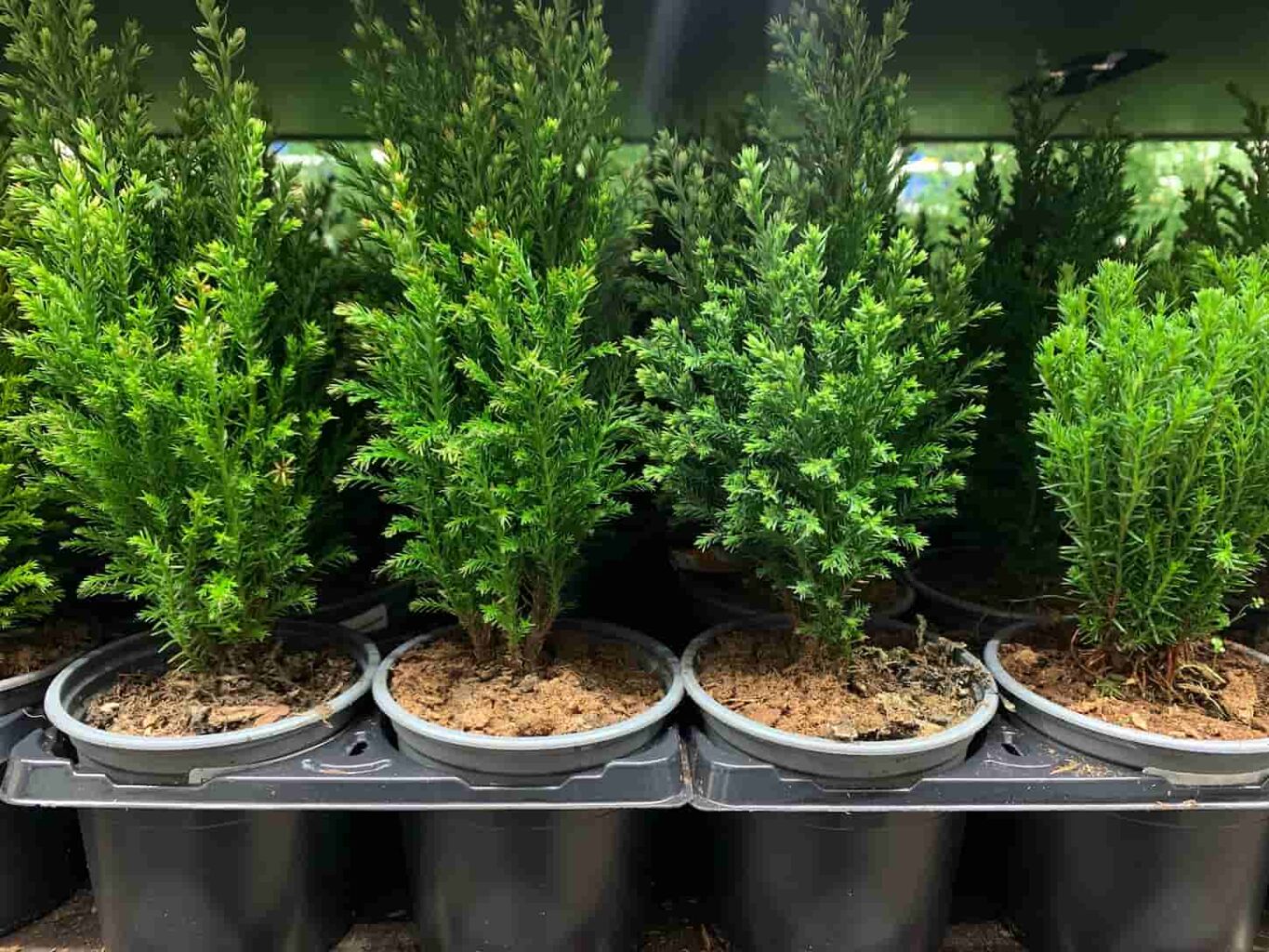 An image of cypress spruce sprouting small bushes in pots with soil.