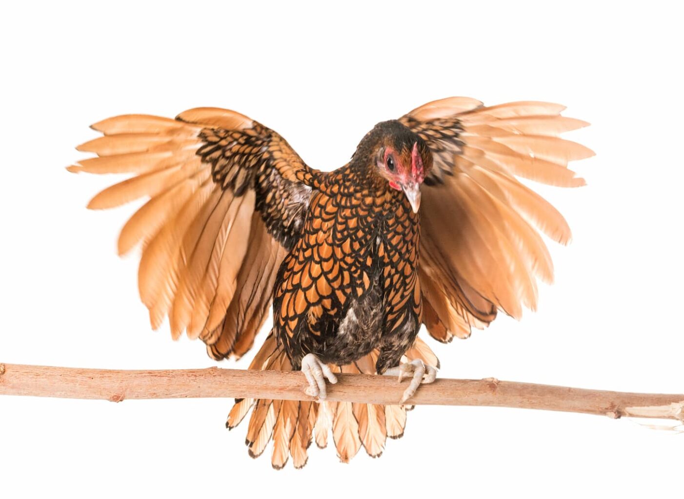 An image of a golden Sebright chicken in front of white background.