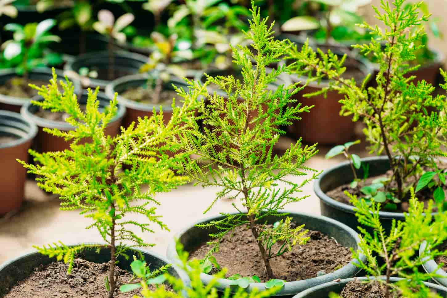 An image of Small Green Sprouts Of Spruce Or Fir-tree Tree Plant With Leaf, Leaves Growing From Soil In Pots In Greenhouse Or Hothouse. Spring, Concept Of New Life.