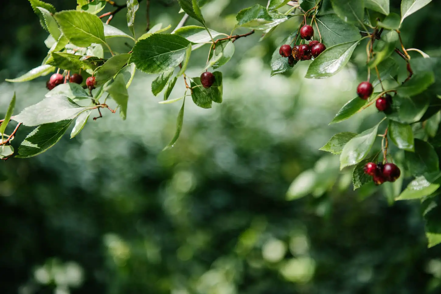 An image of a close-up shot of red berries growing on a tree.