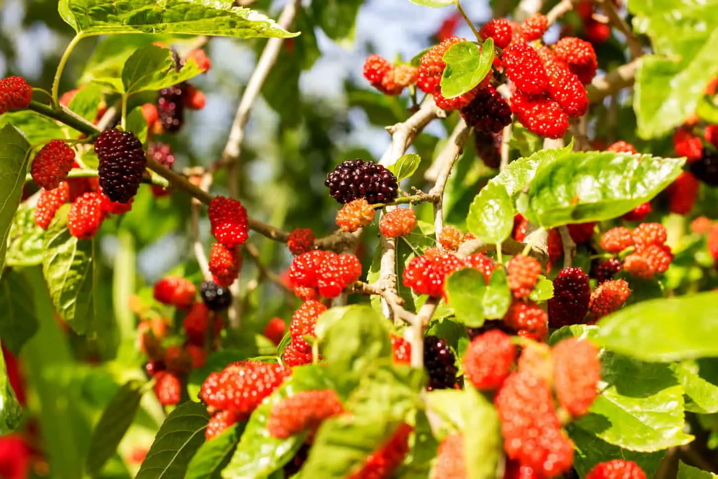 An image of Ripe red and purple berries of mulberry on a fruit tree under the bright sun.