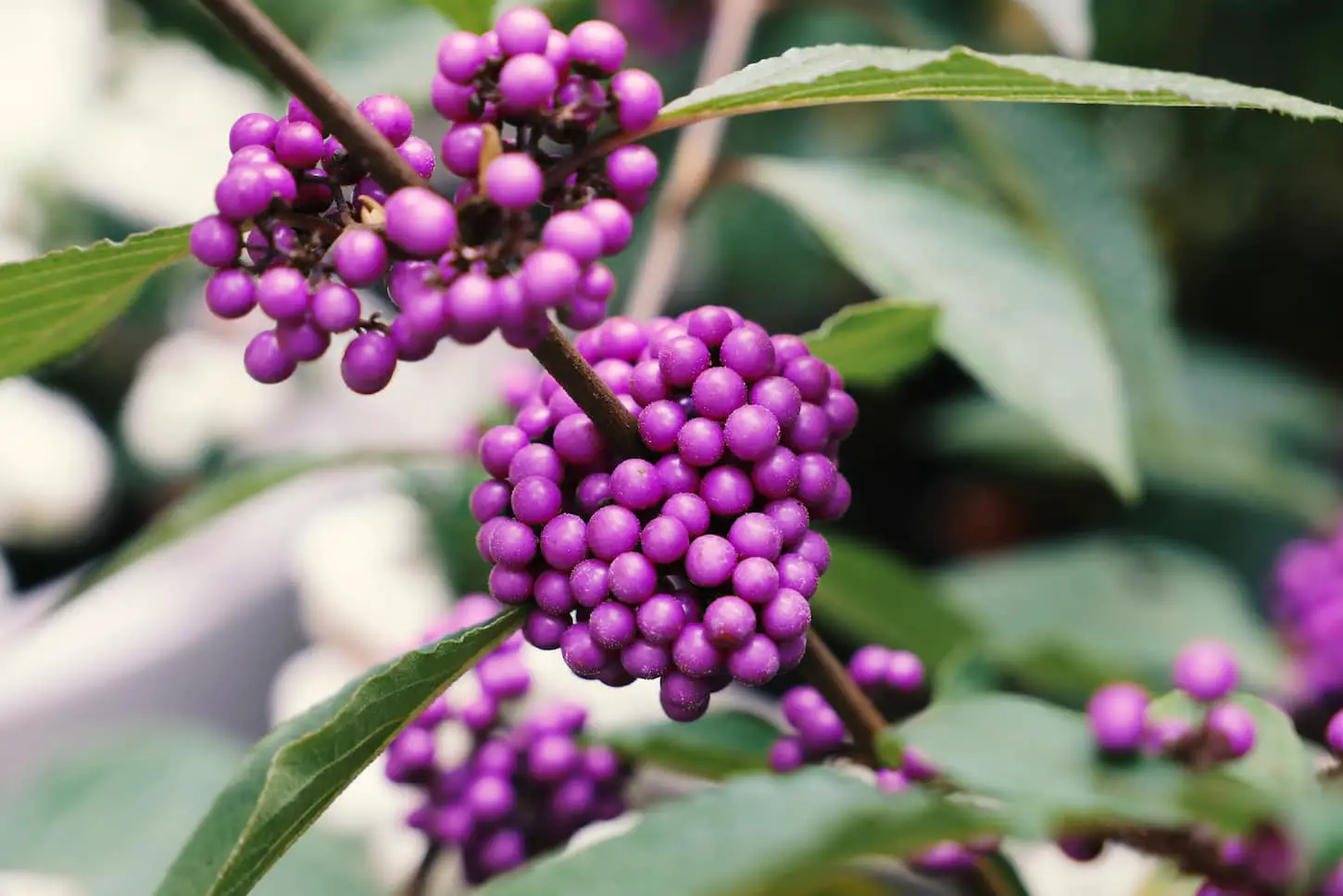 An image of Small purple berries decorative bush.