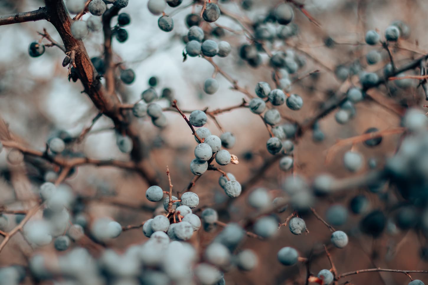An image of Wild blackthorn. Blue blackthorn berries on the branch in the late fall.