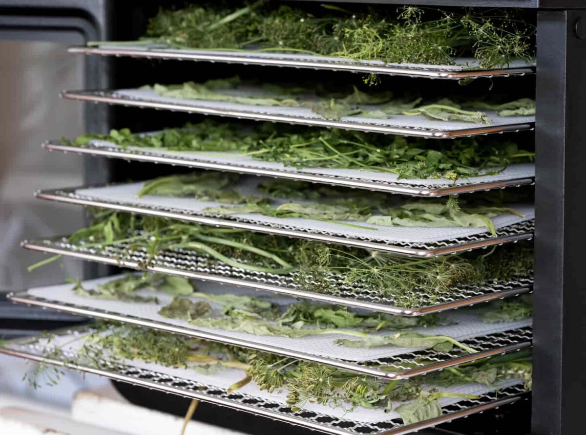 An image of Some trays with herbs - parsley, dill, basil inside of a food dehydrator machine.