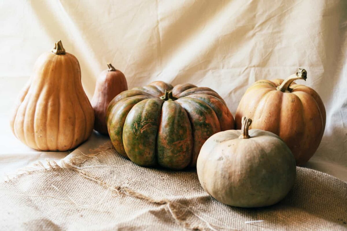 An image of Several large textured ripe pumpkins in a still life on light fabrics and draperies.