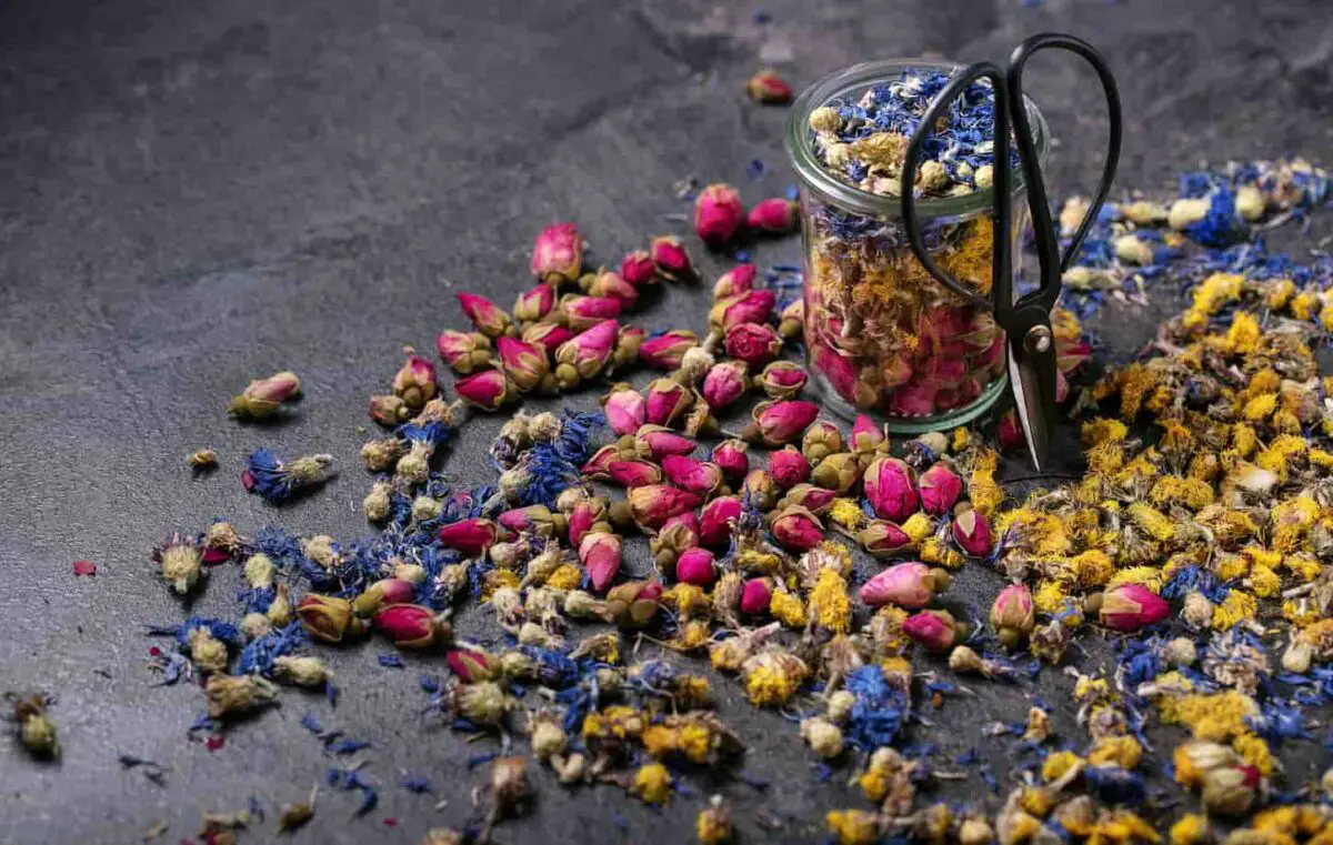 An image of a Variety of dry flowers for making herbal tea and metal scissors over dark texture background.