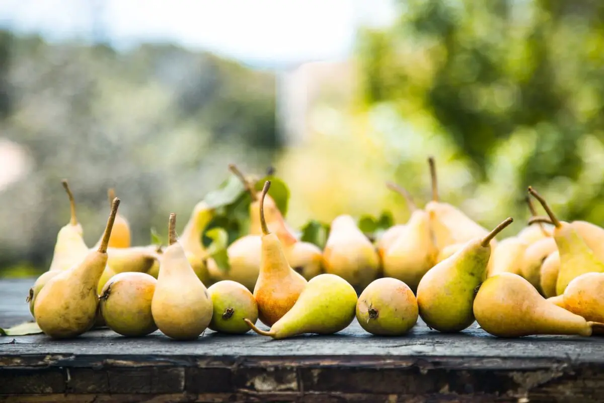 An image of pears on a brick wall.