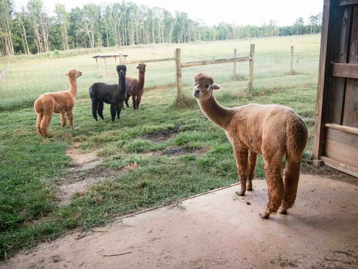 An image of alpacas in a fenced pasture and barn area. alpacas-2022-11-03-12-25-49-utc