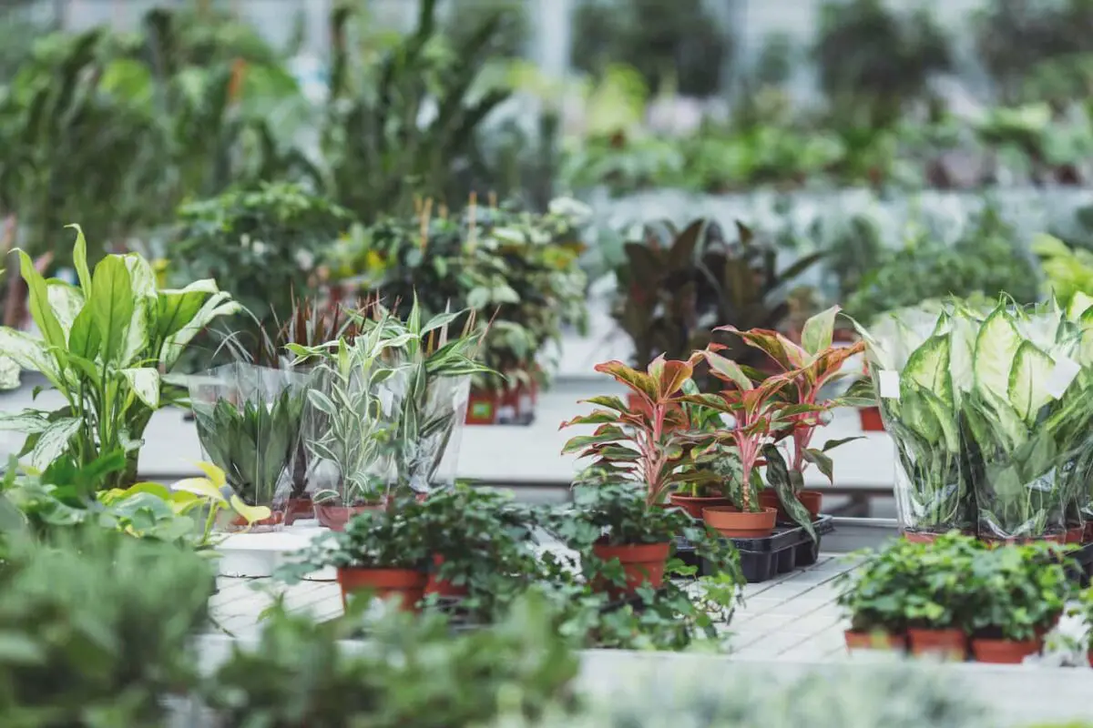 An image of a variety of plants in the greenhouse.
