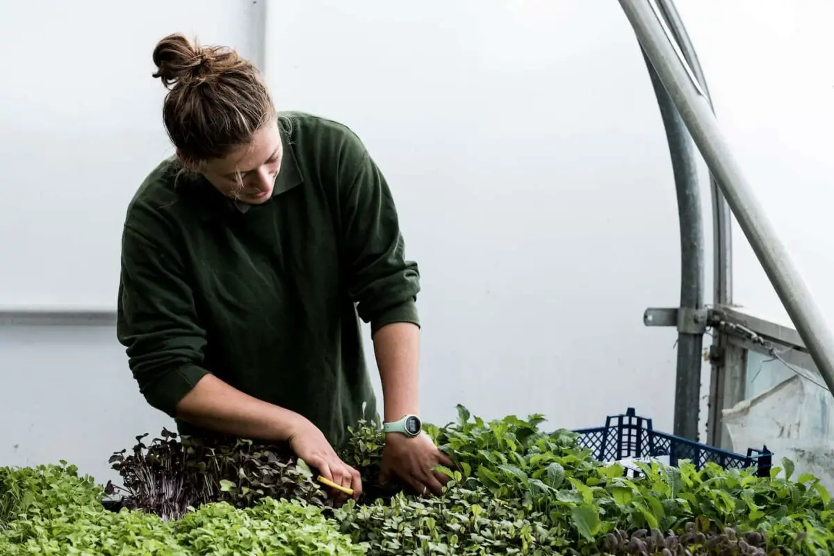An image of a Female gardener standing in a greenhouse, cutting young vegetable plants with scissors.