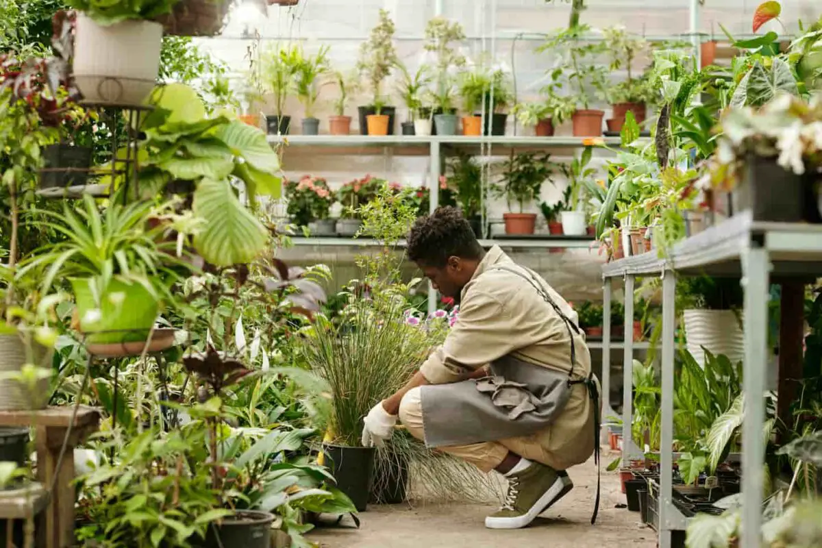 An image of a young gardener in workwear transplanting green plants in pots while working in flower shop.