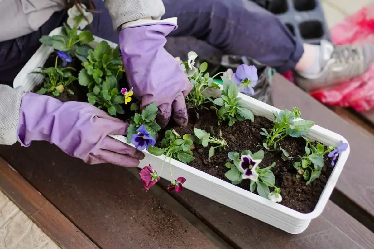 An image of a Gardener's hands planting violet flowers in pot with dirt or soil in container on terrace balcony garden.