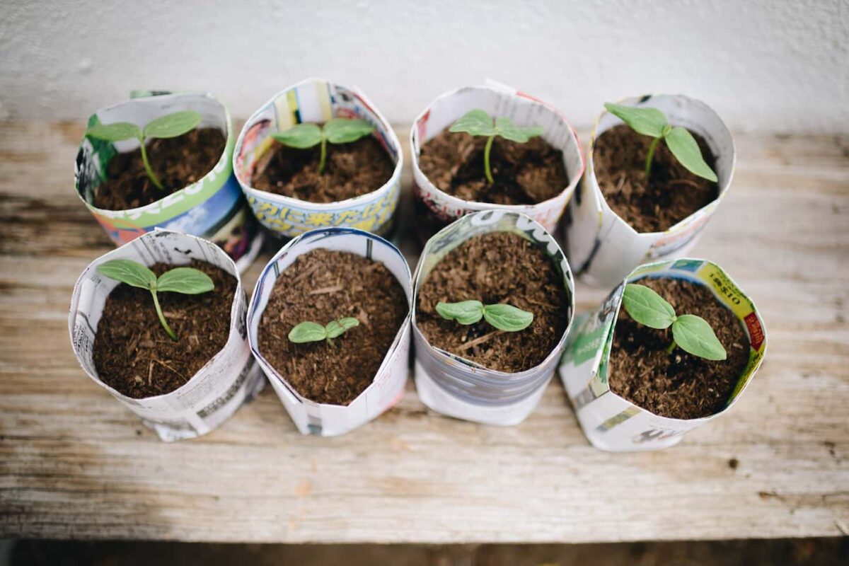 An image of a Vegetable Seedling in Recycled Paper Containers.