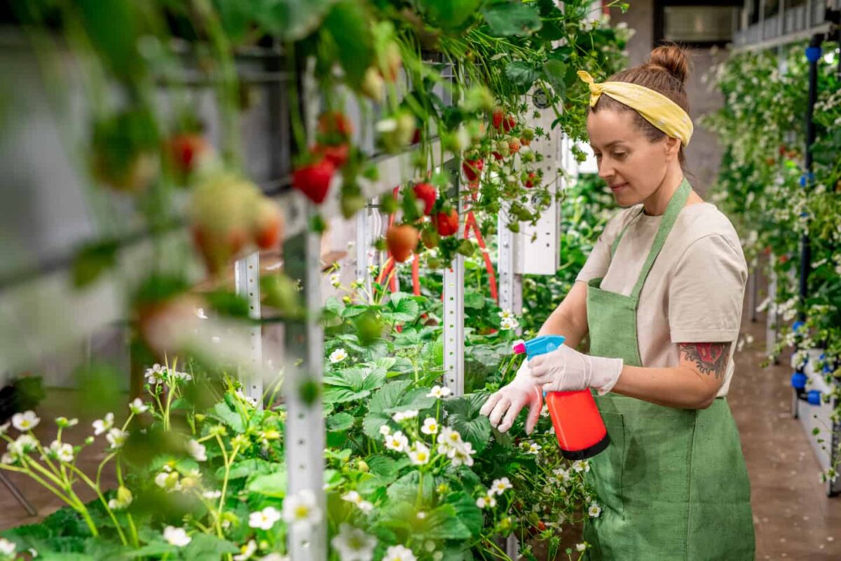 An image of a Young female worker of a large contemporary vertical farm spraying water on the bed with fresh ripe strawberries while taking care of crops.