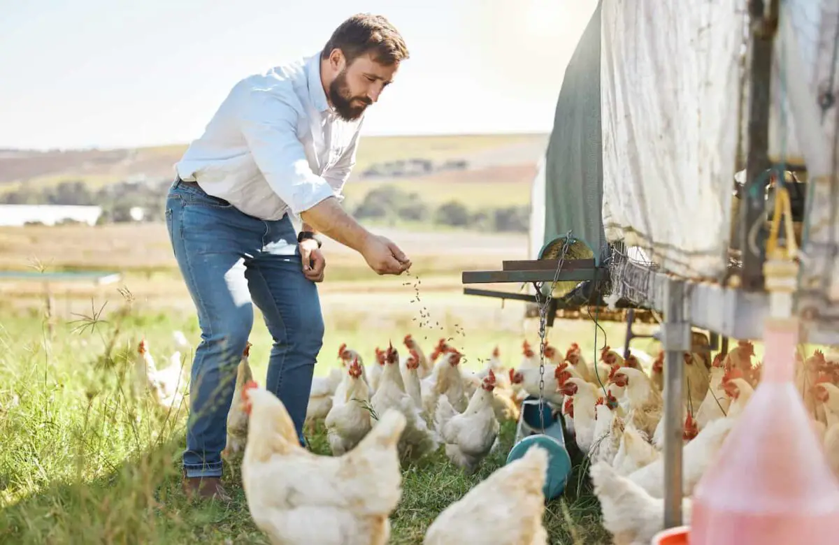 An image of a Farmer outdoors feeding free-range chicken poultry and healthy livestock.