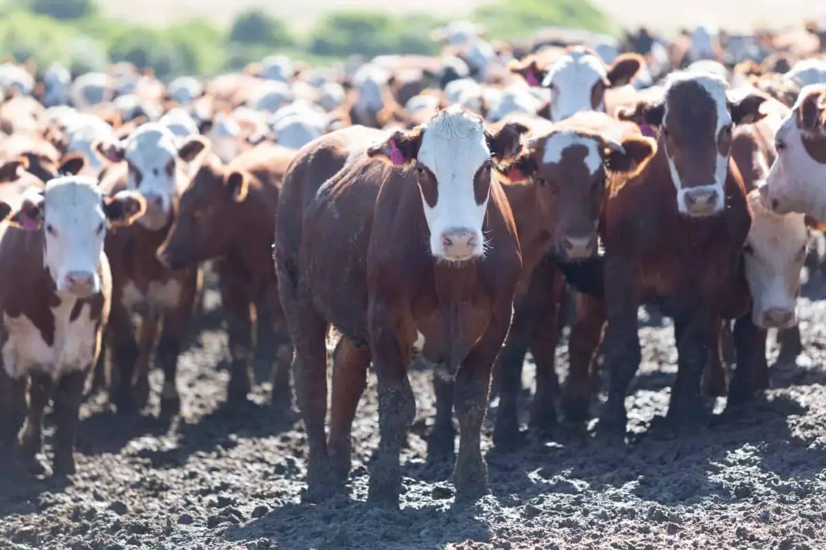 An image of brown cows looking at the camera in farmland in Uruguay, a result of intensive livestock business in South America 2014.