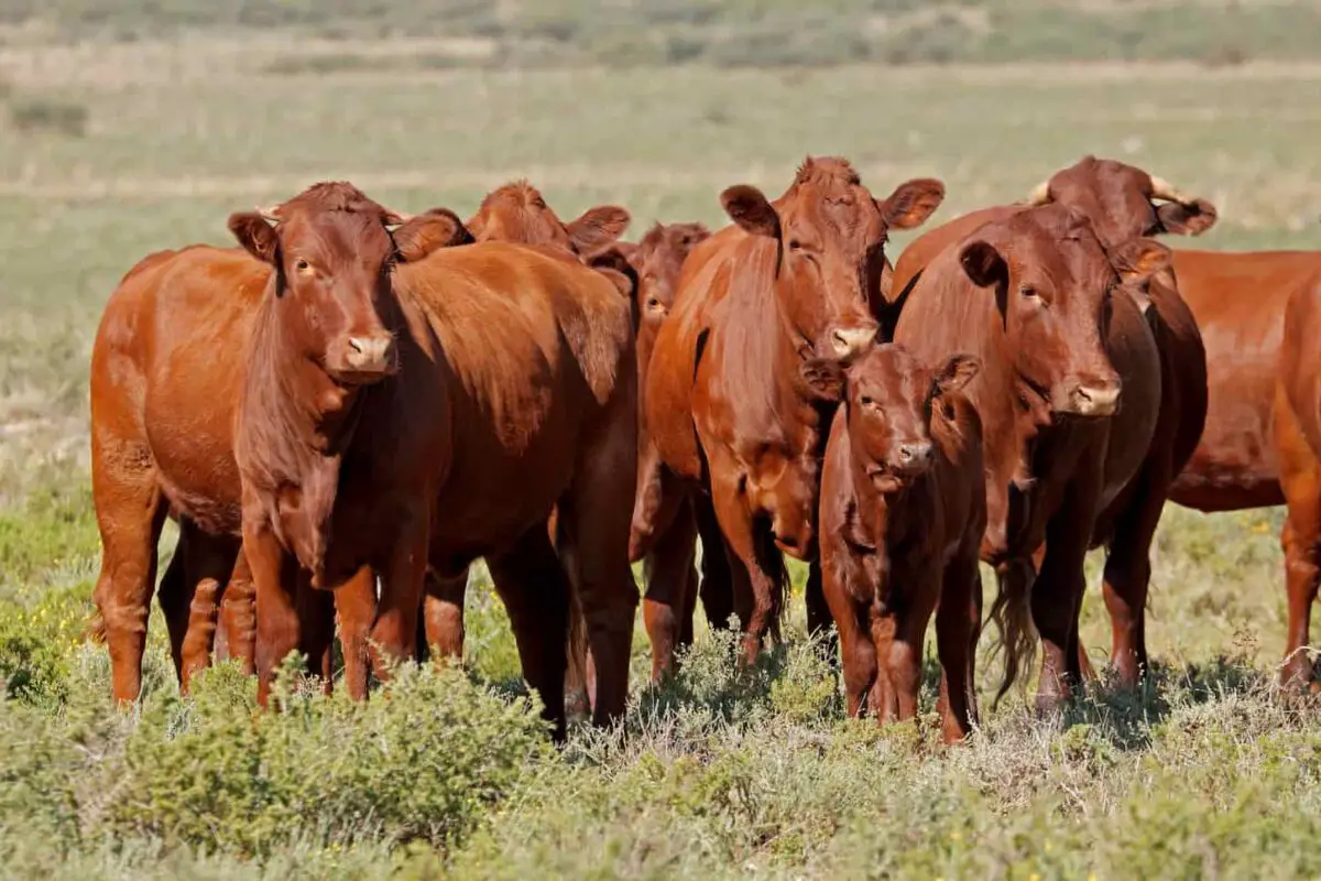 An image of a Small herd of free-range cattle on a rural farm in South Africa.